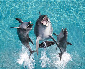 Sea World - Local Tourism 0
