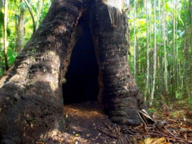 Tewantin National Park - Accommodation Australia 0