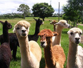 Banyandah Alpacas - Australia Shopping 0