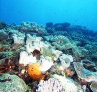 Mudjimba Old Woman Island Dive Site - Accommodation Australia