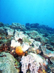 Mudjimba (Old Woman) Island Dive Site - Australia Shopping 0