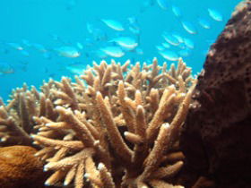 Normanby Reef - Local Tourism 0