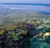 Split Bommie Dive Site - Australia Shopping