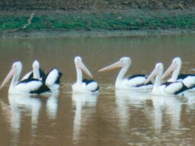 Birdsville QLD Australia Shopping