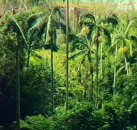 Fern Tree Pool and Giant's Chair Circuit - Accommodation Australia