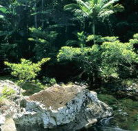 Conway State Forest - Accommodation Australia