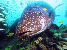 Lady Musgrave Island Dive Sites - Accommodation Australia 0