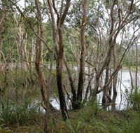Mount Rooper Circuit and Swamp Bay Track - Accommodation Australia
