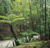 Fraser Island Great Walk - Local Tourism