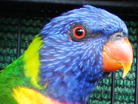 Fraser Coast Wildlife Sanctuary - Accommodation Australia 0