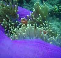 The Lady Bowen Dive Site - Local Tourism