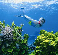 Wheeler Reef Dive Site - Local Tourism