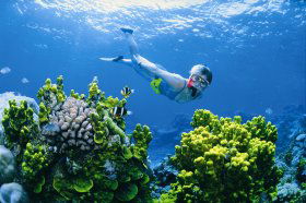 Wheeler Reef Dive Site - Local Tourism 0