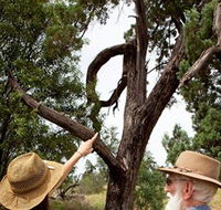 Charleville - Outback Native Timber Walk - Local Tourism