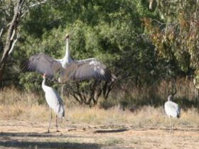 Bulloo River Walk - Bed n Breakfasts 0