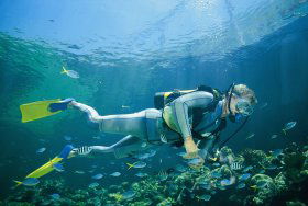 Manta Ray Bommie Dive Site - Accommodation Australia 0