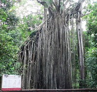 Curtain Fig National Park
