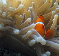 Flat Rock Dive Site - Local Tourism