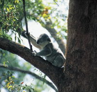 Daisy Hill Conservation Park - Accommodation Australia