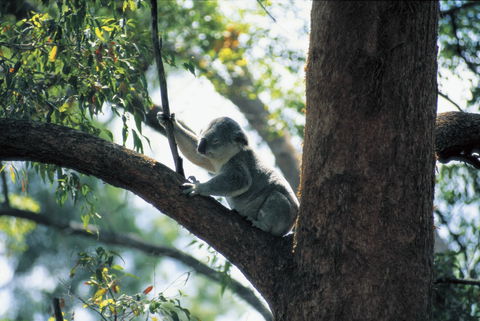 Daisy Hill Conservation Park - Accommodation Australia 0