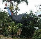 The Big Cassowary - Local Tourism
