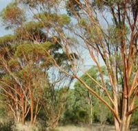 Myall Park Botanic Garden - Local Tourism