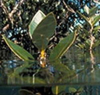 Jawbone Marine Sanctuary - Local Tourism