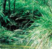 Lerderderg State Park - Local Tourism
