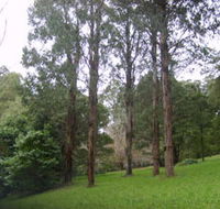Mount Dandenong Arboretum - Local Tourism