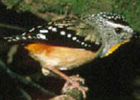 Benalla VIC Australia Shopping