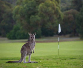 Anglesea Golf Club - Local Tourism 0
