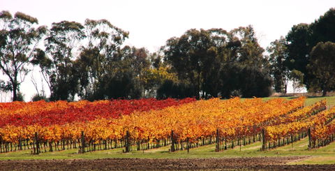 Stanton And Killeen Wines - Australia Shopping 2