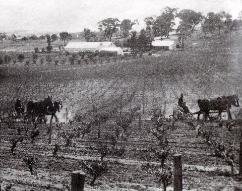 Stanton And Killeen Wines - Australia Shopping 10