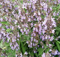 Otway Herbs - Local Tourism