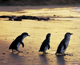 Ventnor VIC Local Tourism
