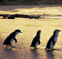 Phillip Island Nature Park - Local Tourism