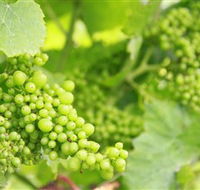 Waratah Hills Vineyard - Accommodation Australia