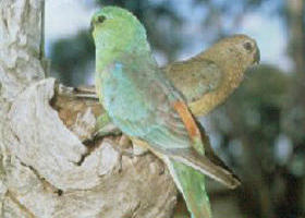 Lake Albacutya Regional Park - Accommodation Australia 0