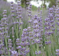 Warratina Lavender Farm - Accommodation Australia