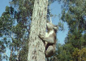 Creswick Regional Park - Local Tourism 0