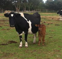Animal Land Children's Farm - Local Tourism