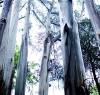 Dandenong Ranges National Park - Local Tourism