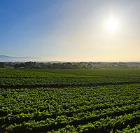 GREENSTONE VINEYARDS - Local Tourism
