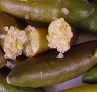 Sandy Creek Olives and Finger Limes - Accommodation Australia