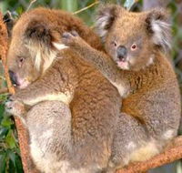 Shoalhaven Zoo - Local Tourism