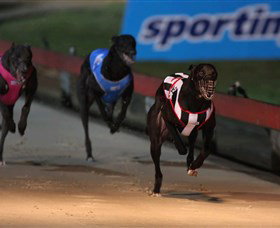 Dapto Dogs - Accommodation Australia 0