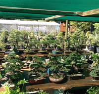 Bonsai at the Bay - Local Tourism