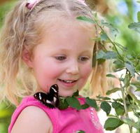Coffs Harbour Butterfly House - Accommodation Australia