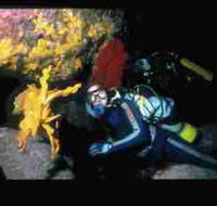 Solitary Islands Marine Park - Accommodation Australia