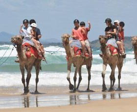 Camel Rides With Coffs Coast Camels - Local Tourism 0